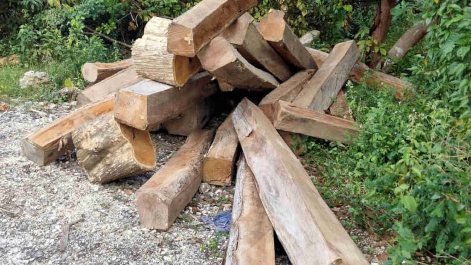 Soal Perambahan Hutan Jati Batauga, Gema Busel Ancam Demo