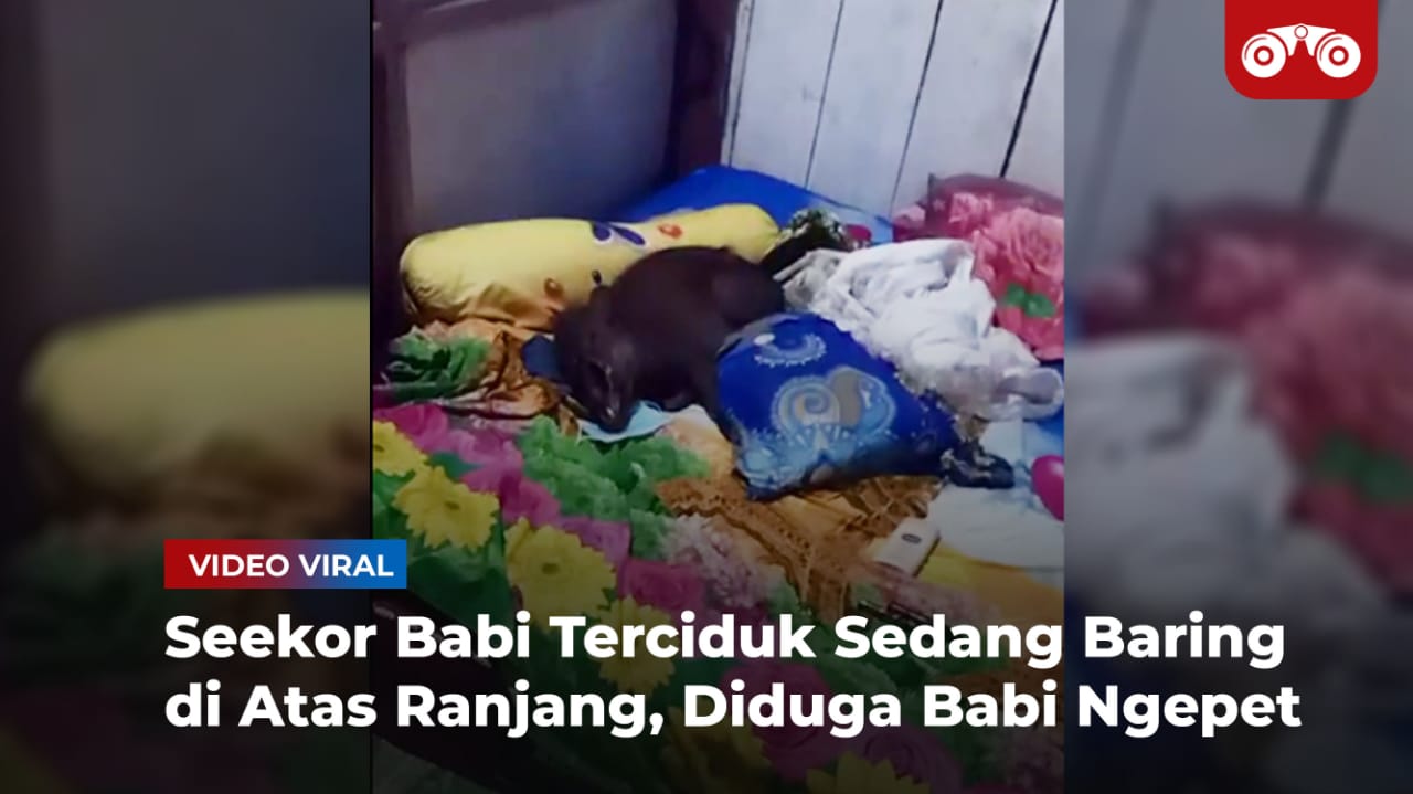 Video: Seekor Babi Terciduk Sedang Baring di Atas Ranjang, Warga Duga Babi Ngepet