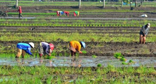 2.000 Hektar Lahan di Buteng Berpotensi Jadi Persawahan