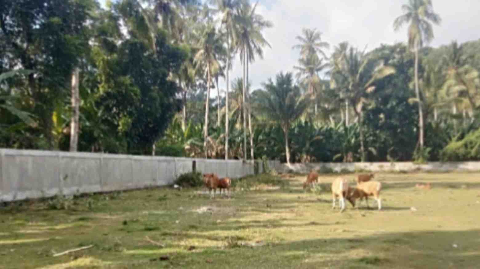 Habiskan Anggaran Rp 400 Juta, Stadion Mini Desa Robek di Manggarai Jorok Tak Terawat