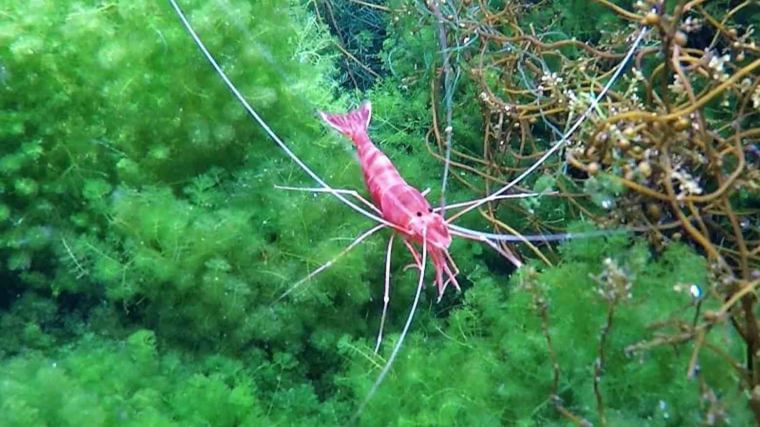 Kecantikan Danau Sombano Kaledupa dan Misteri Udang Merah