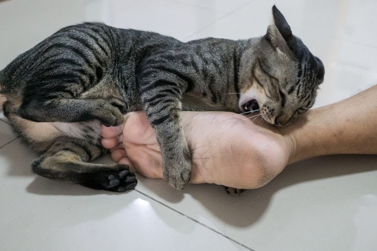 Kucing Sering Menggigit Kakimu, Ini Sebabnya