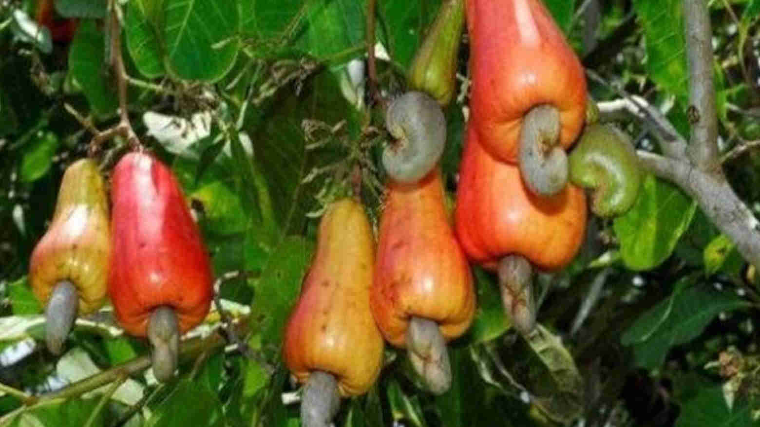 Lahan Perkebunan Jambu Mete di Buteng Capai 13 Ribu Hektar