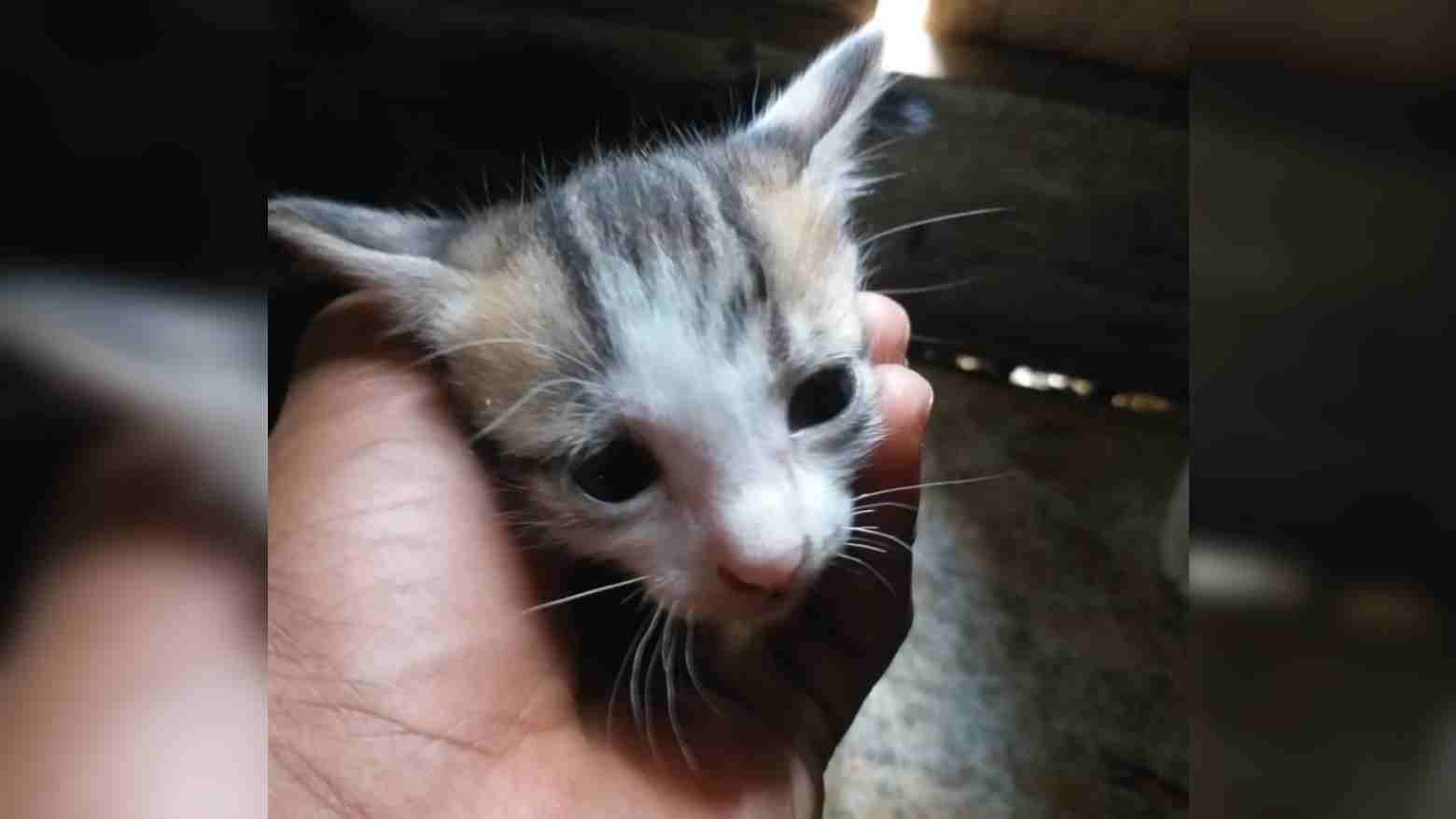 Mengerikan! Pria Ini Nekat Mencuri Anak Kucing dan Memakannya