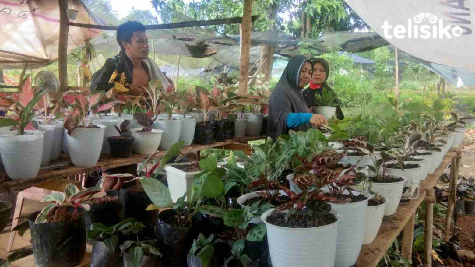 Sempat Laku Keras Selama Pandemi COVID-19, Penjualan Tanaman Hias Kini Lesu