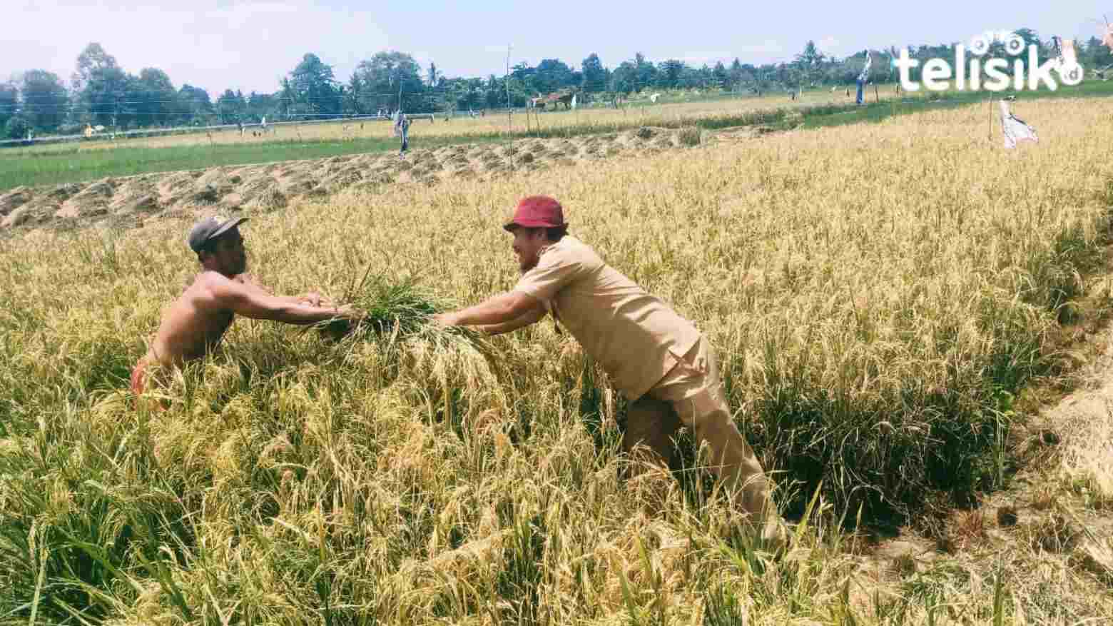12 Tahun Beralih Fungsi, Puluhan Hektare Sawah di Kolut Kembali Diolah