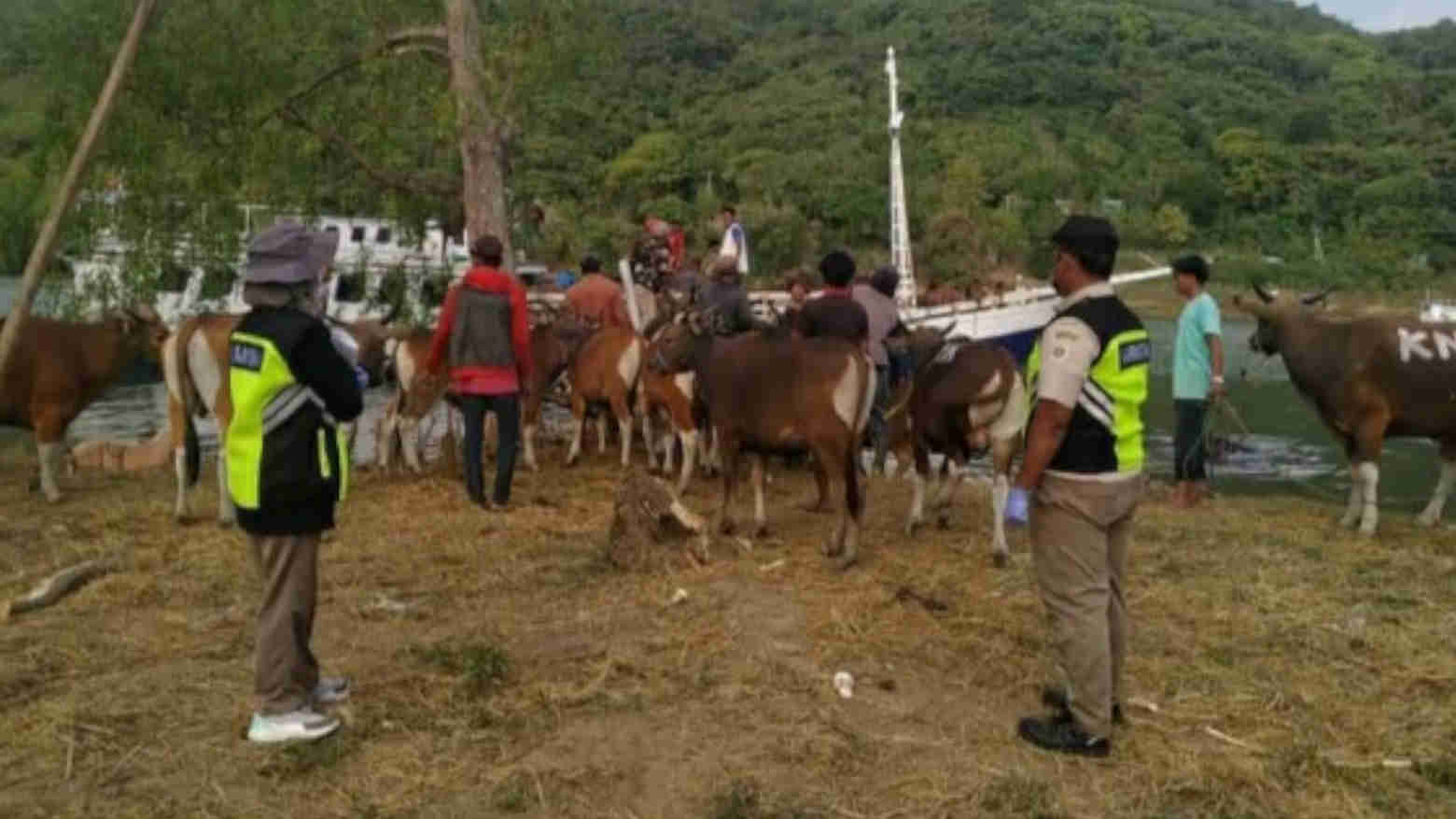 Dalam 7 Bulan, Pengiriman Hewan Ternak dari Flores dan Lembata Capai 27 Ribu Ekor