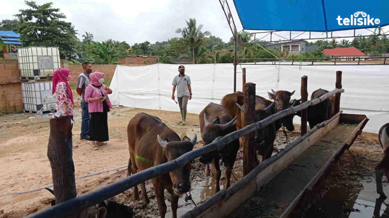 Dinas Pertanian Pastikan Stok Hewan Kurban di Kendari Aman