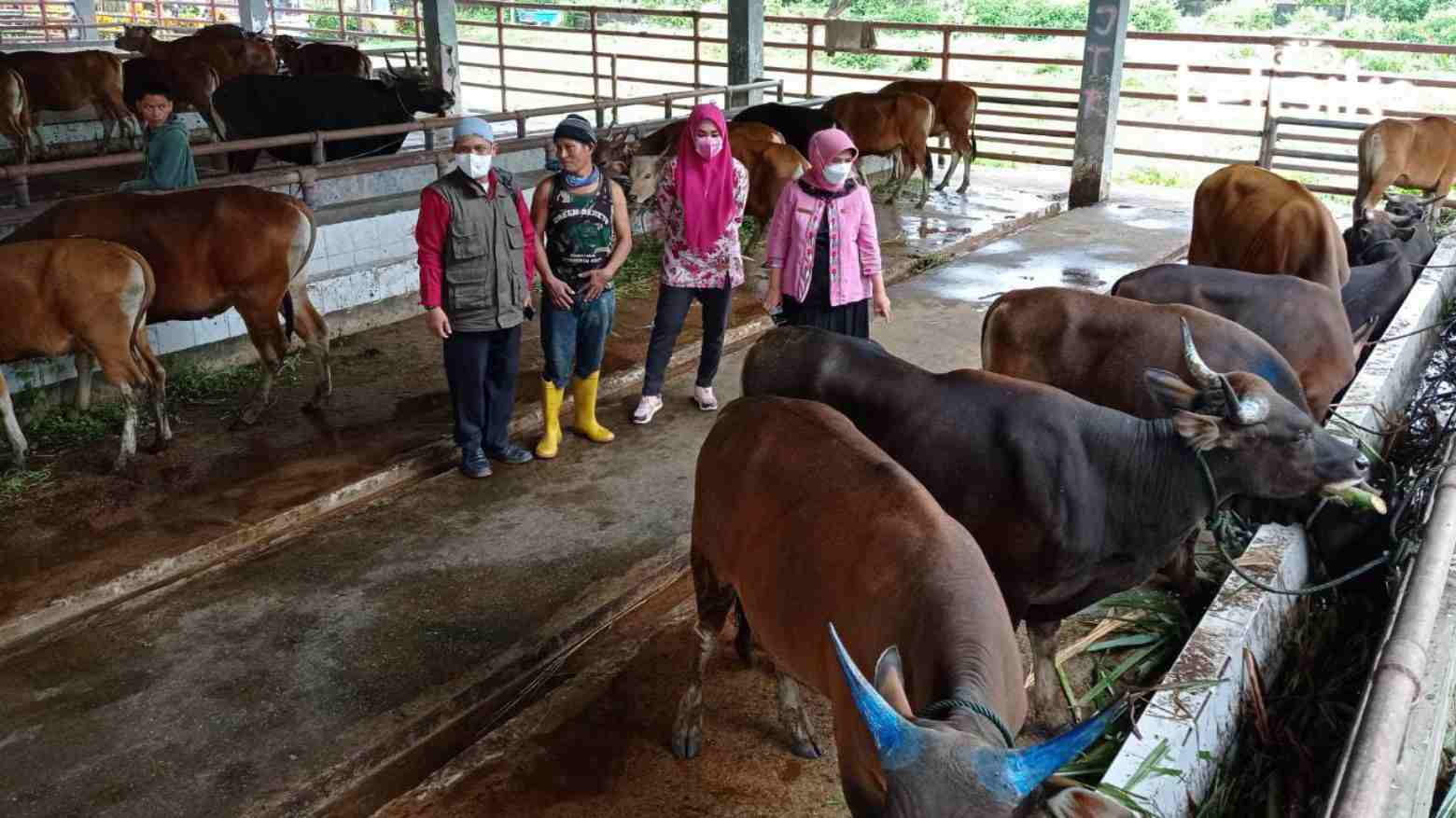 Jelang Lebaran Stok Daging Sapi di Kendari Cukup