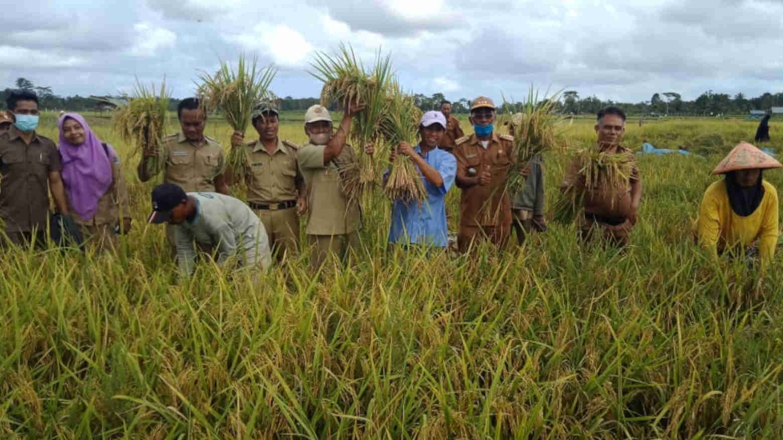 Kebutuhan Beras di Mubar Masih Bergantung dari Luar