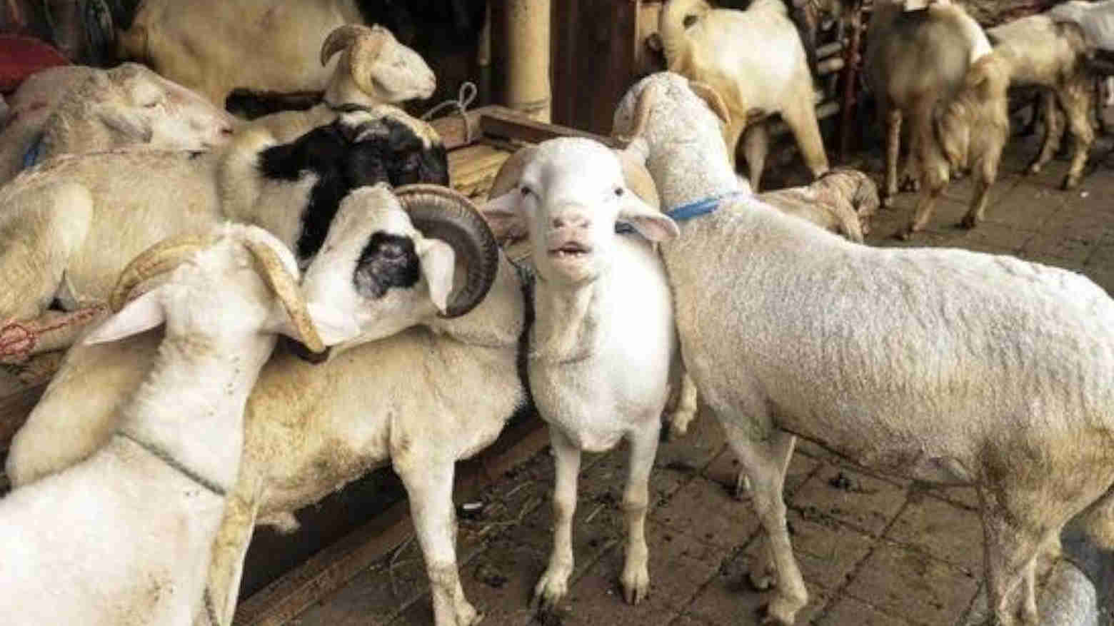 Mengenali Hewan Kurban Kualitas Baik serta Sehat dan Cara Merawatnya