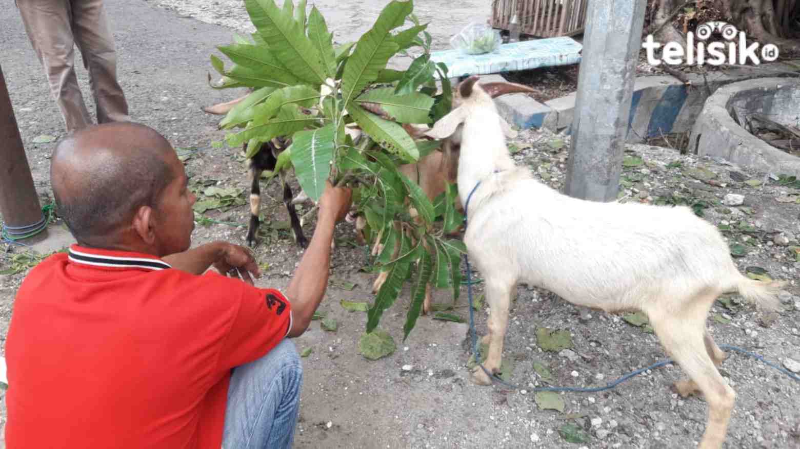 Pedagang Hewan Kurban di Wakatobi Mengeluh Sepi Pembeli