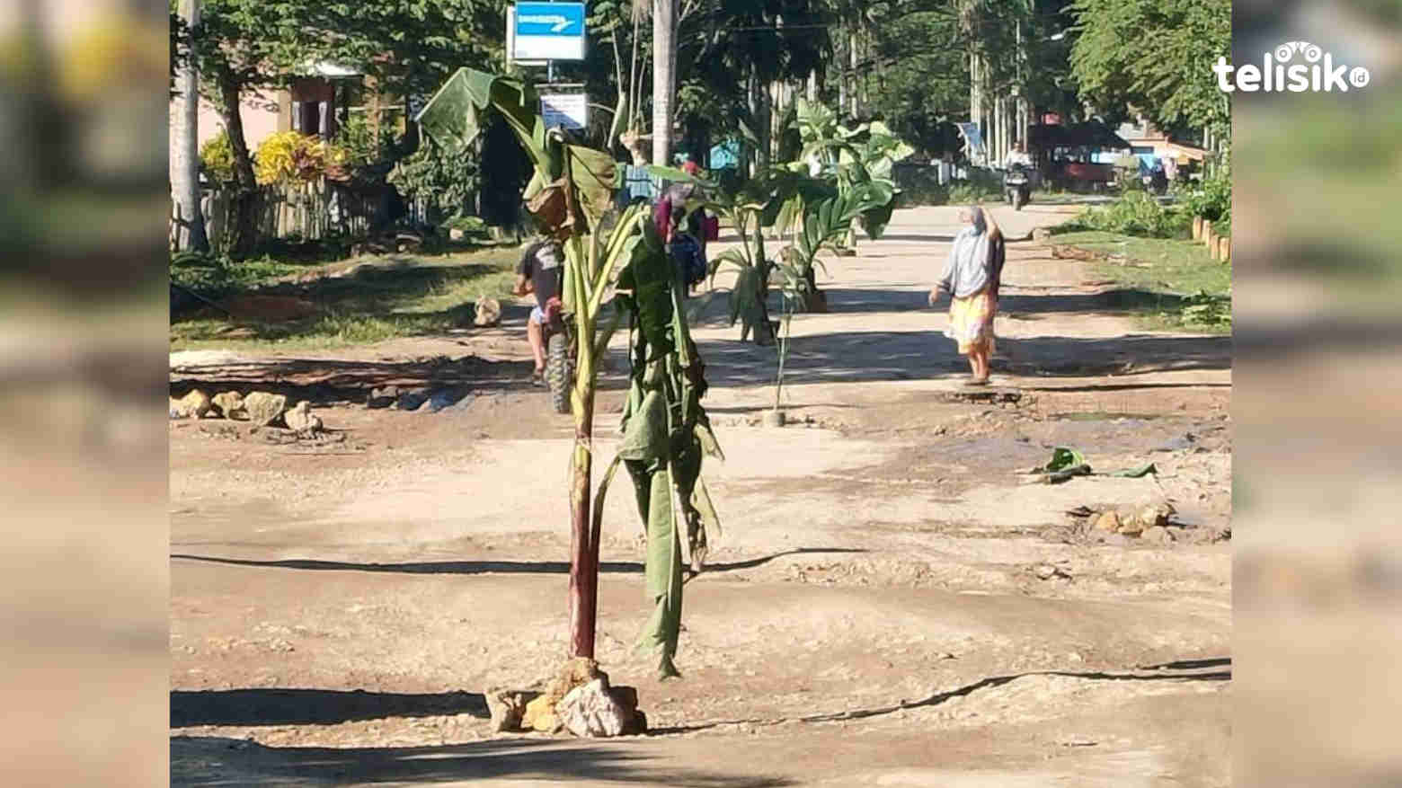 Tak Kunjung Diaspal, Warga Kesal Tanam Pohon Pisang di Jalan Poros Raha-Wamengkoli