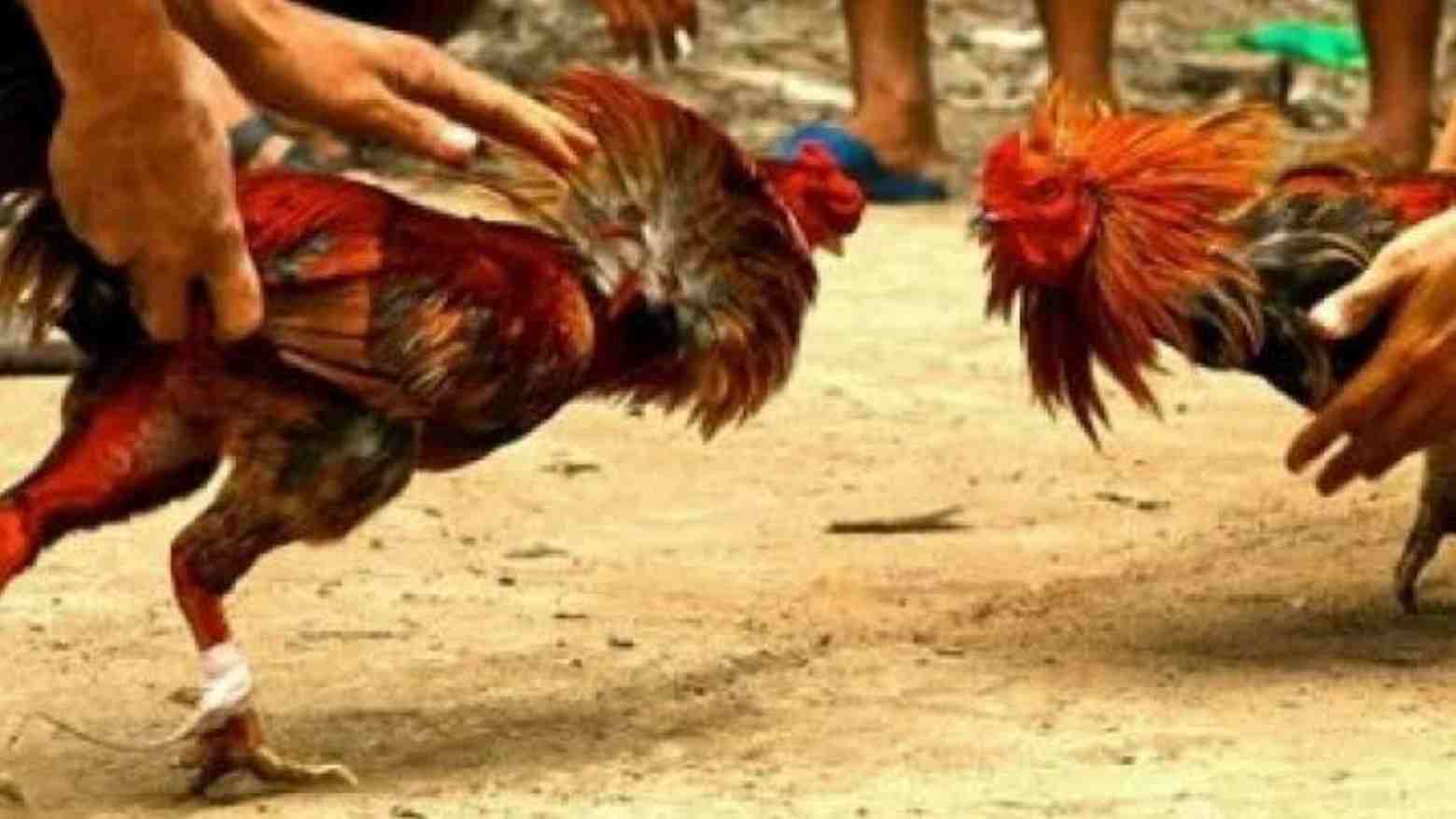 Tiga Zonasi Arena Judi Sabung Ayam  di Mubar Rawan Konflik
