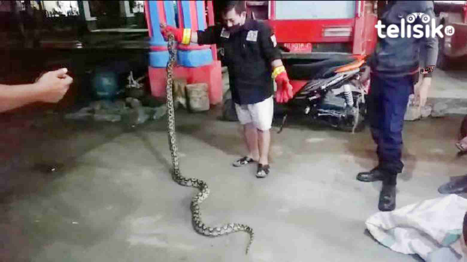 Ular Sepanjang 3 Meter Masuk di Pemukiman Warga Tengah Malam