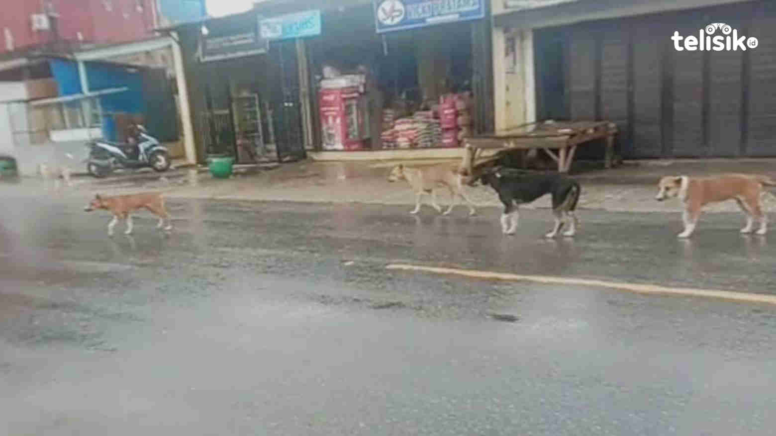 Warga Bombana Kembali Keluhkan Ancaman Anjing Liar