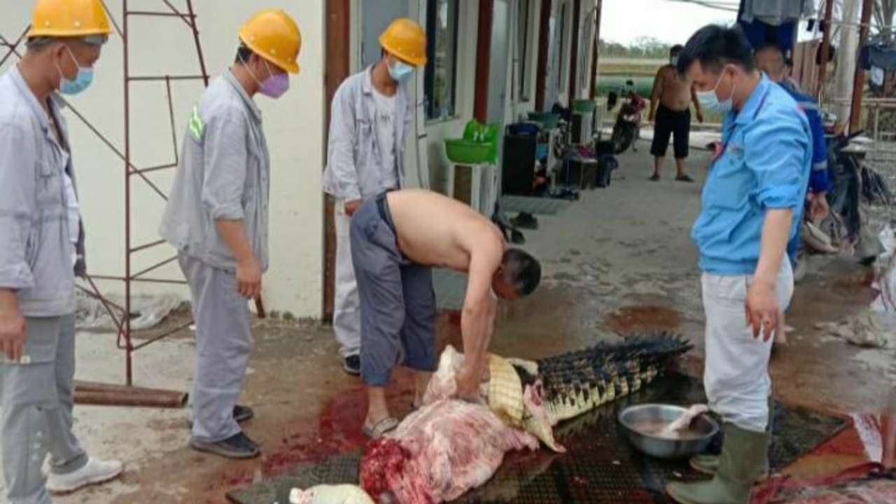 Terbukti Bunuh Buaya Muara, TKA PT OSS Terancam 5 Tahun Penjara