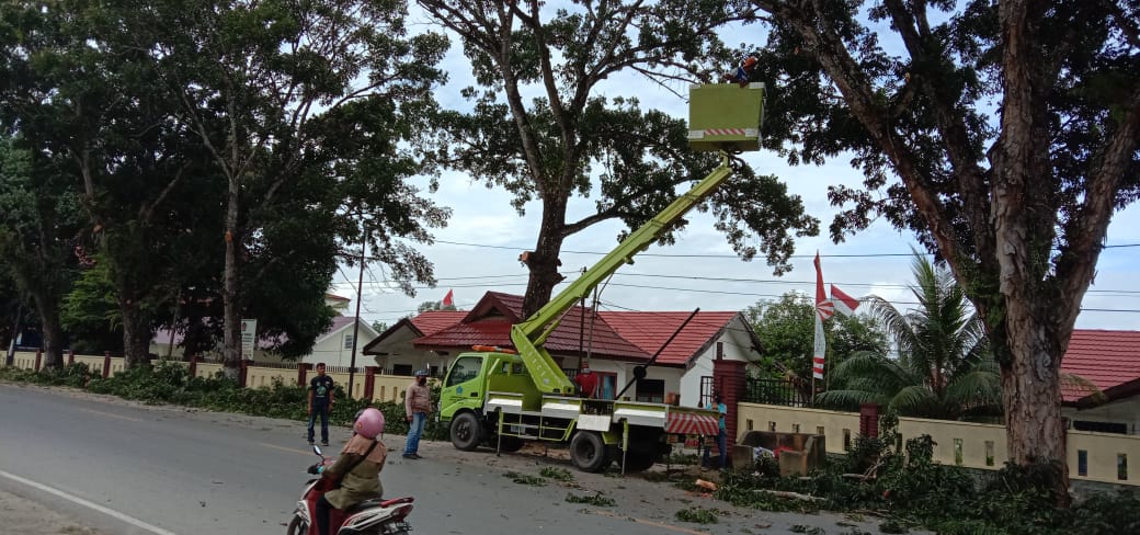 Sebelum Ditebang, DLHK Kendari Uji Kelayakan Pohon