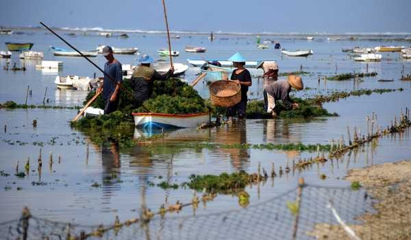 Petani Rumput Laut Belum Tersentuh DAK, DKP Programkan 60 Ton Bibit Unggul