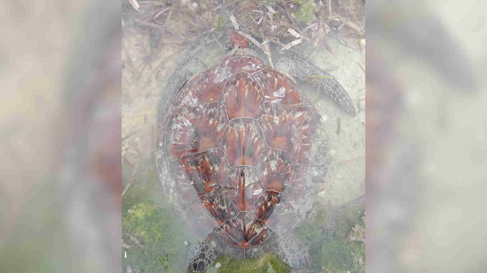 Begini Tradisi Nelayan Wabula Ketika Mendapat Penyu yang Terjebak di Sero