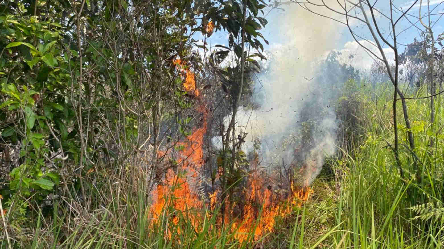 Hutan Seluas 1,6 Ha di Wilayah Calon Ibu Kota Baru Indonesia Terbakar
