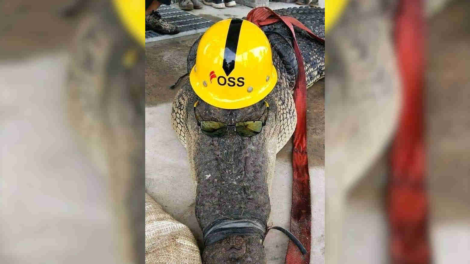 Sebelum Dibunuh TKA China, Buaya Didandani Pakai Kacamata dan Helm Bertulis OSS