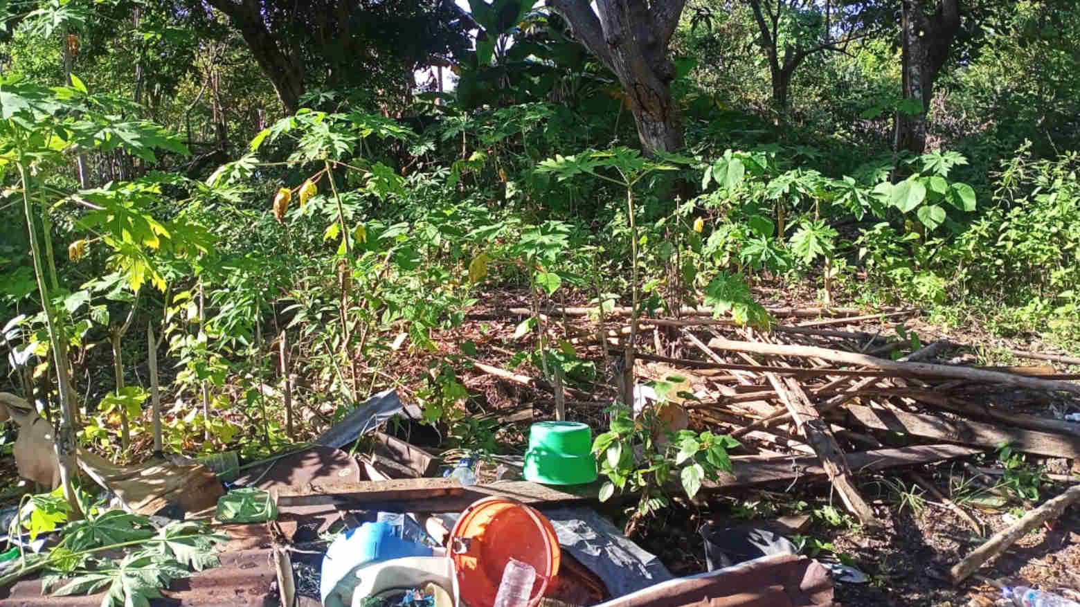 Tebang Pohon Pepaya Nenek, Seorang Kakek di Busel Ditahan