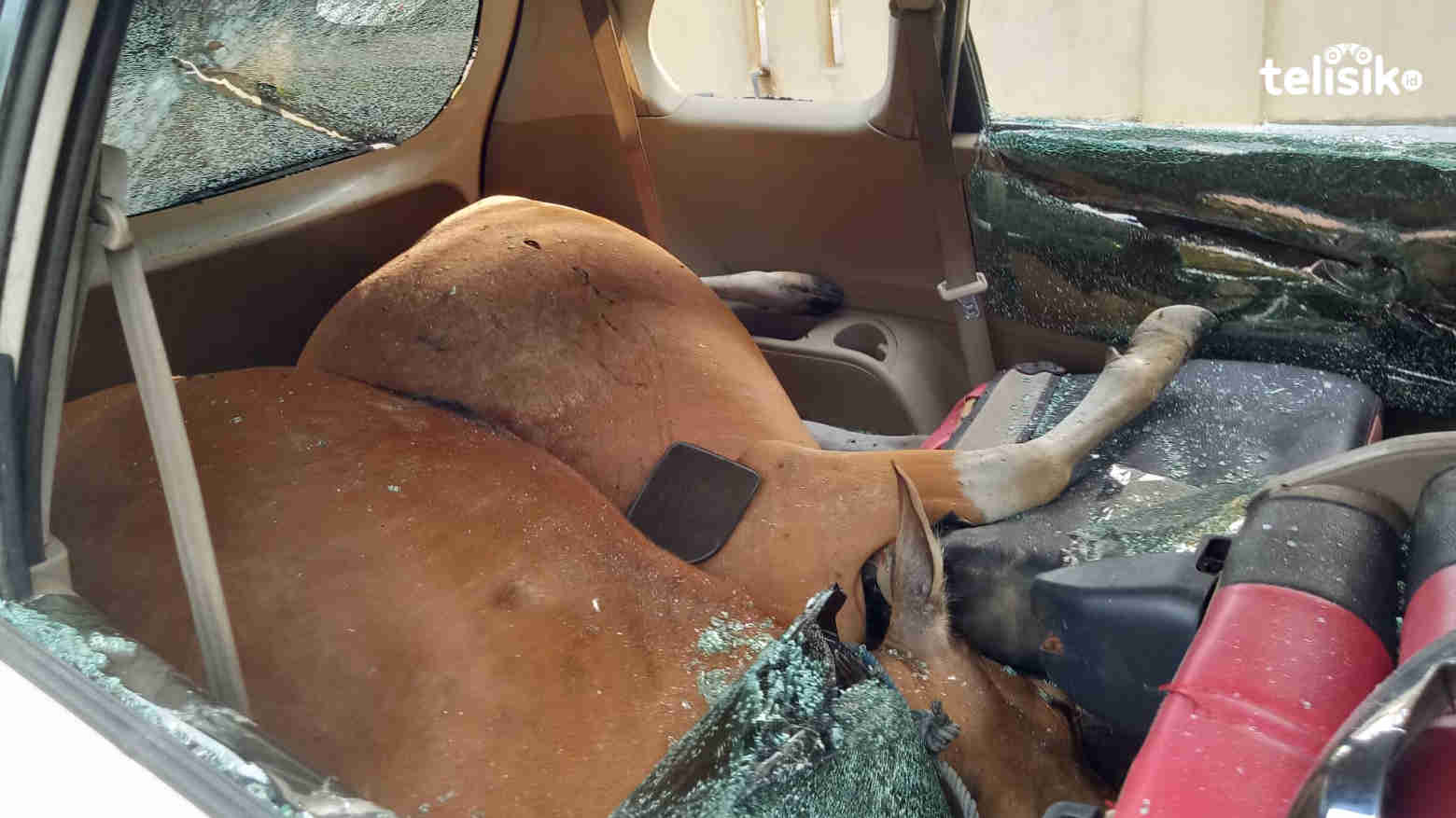 Warga Cemas, Dua Pelaku Terduga Pencuri Sapi Diamankan Polisi