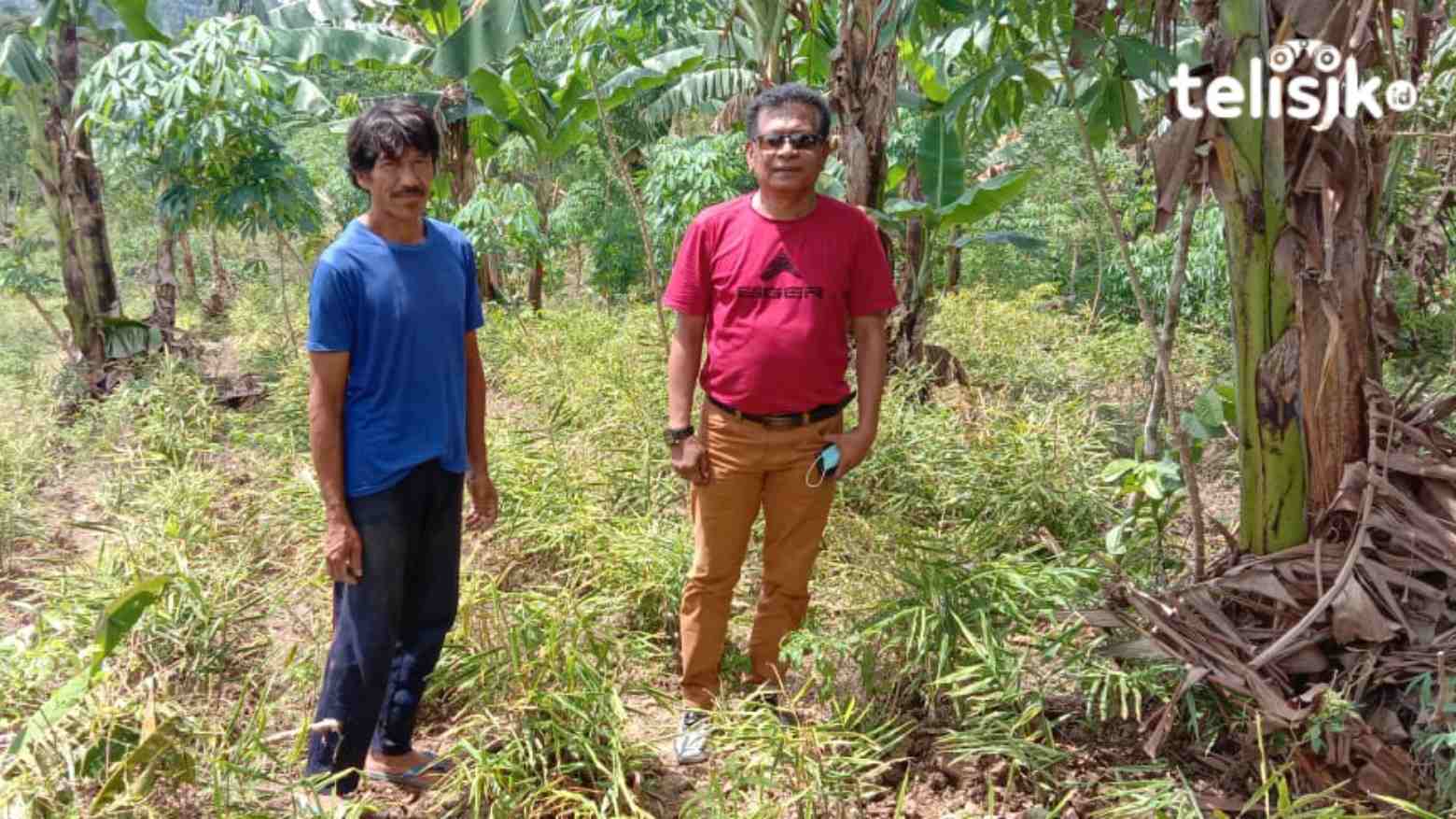 Warga Trans Raimuna Tanam Jahe, Nilai Jualnya Capai Rp 60 Ribu/Kg