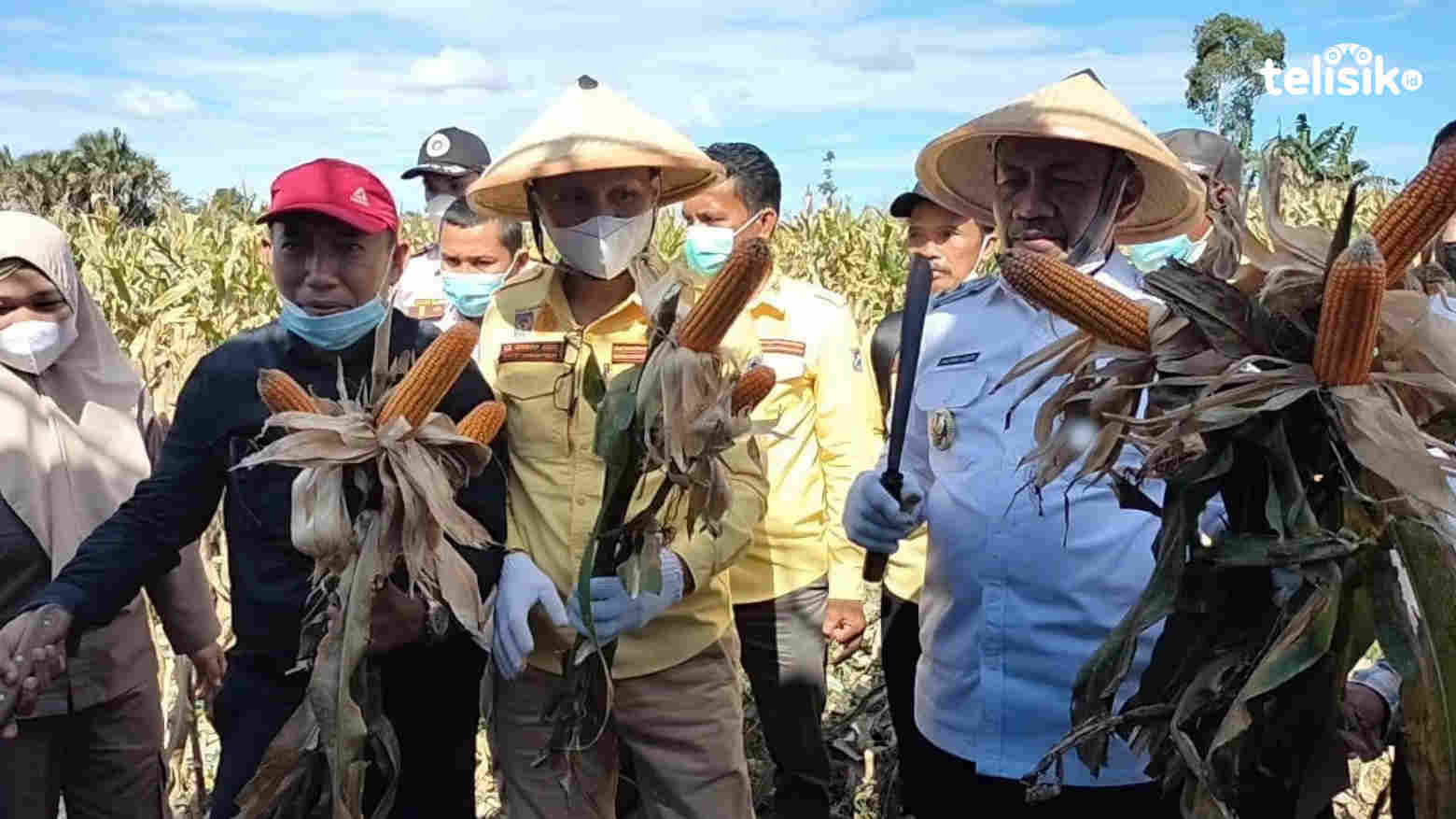 60 Ton Jagung Dipanen, Harga Jual Rp 5 Ribu per Kg