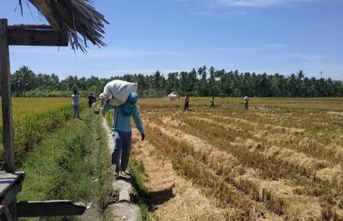 Bendungan di Kolut Rusak, Produktivitas Padi Anjlok Tahun Ini