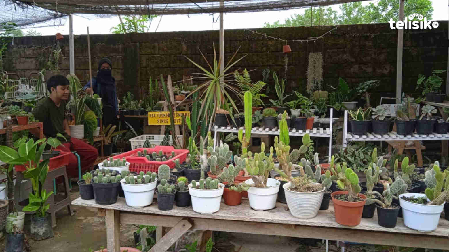 Bermula dari Hobi Merawat Kaktus, Kini Jadi Sumber Penghasilan