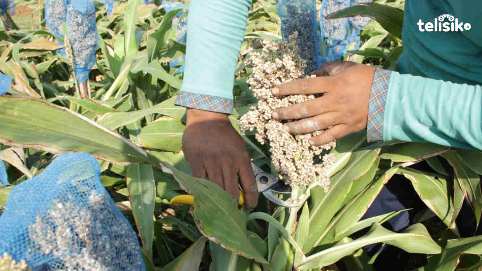 Bupati Koltim Arahkan Petani Tanam Sorgum, Bahan Pangan Alternatif Selain Beras
