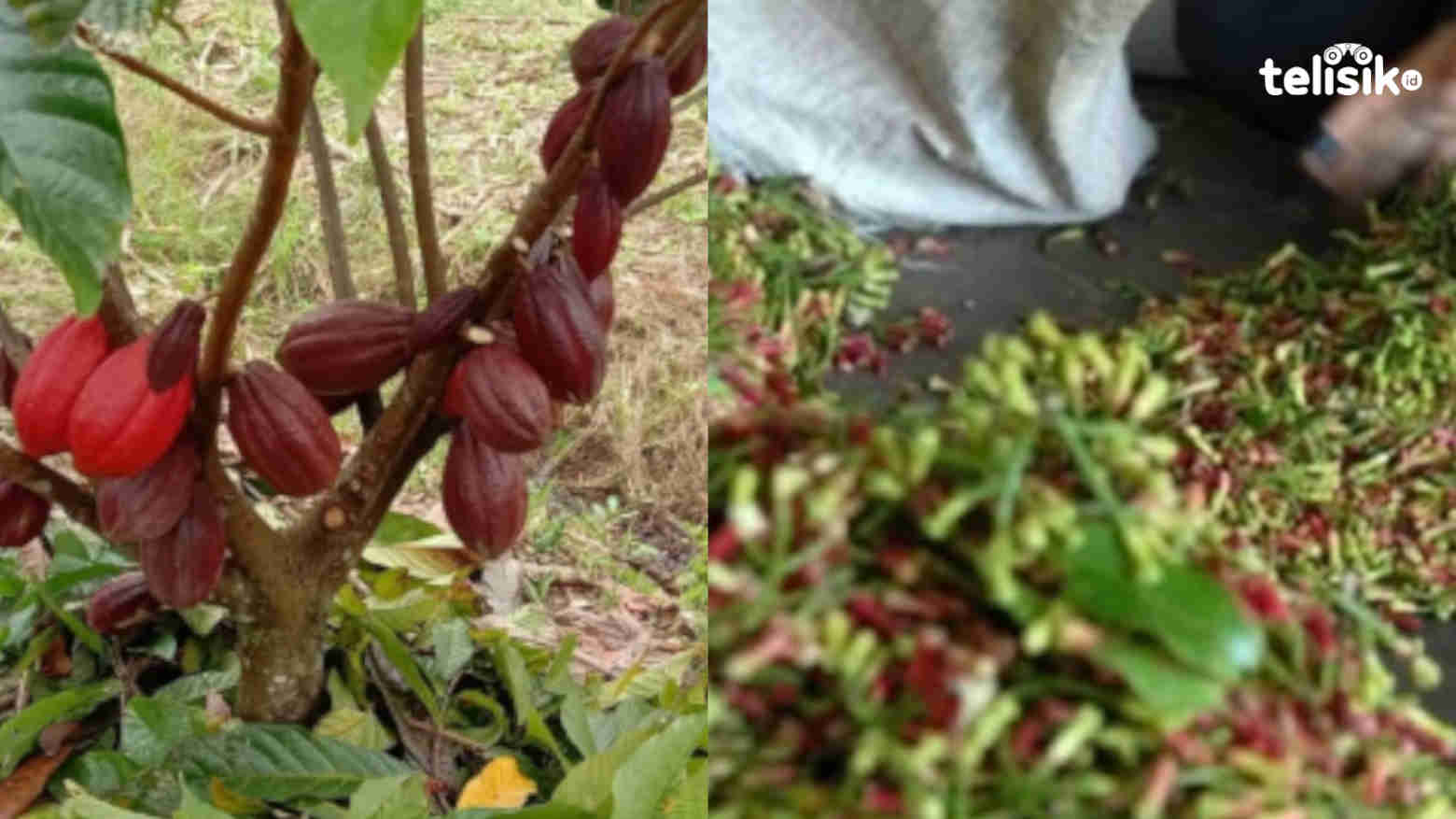 Cokelat dan Cengkeh, Komoditas Andalan Kolaka