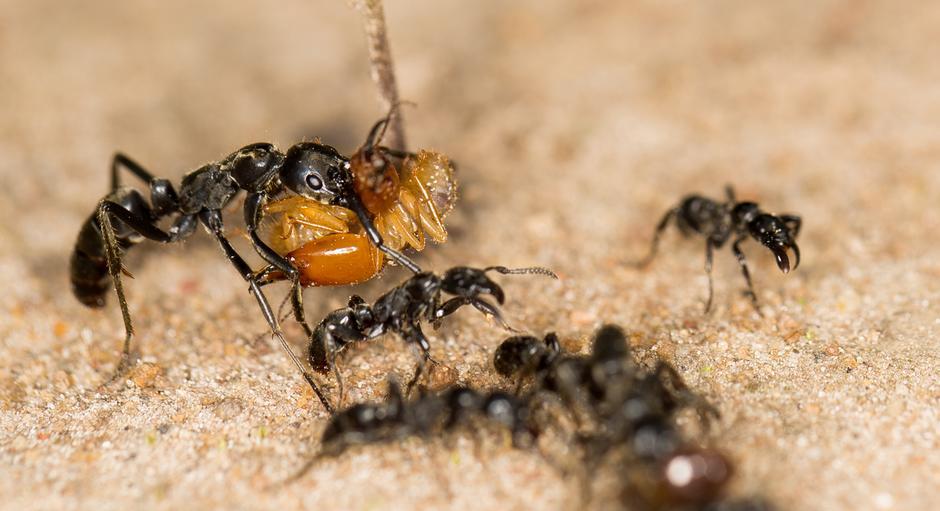 Empat Fakta Unik Semut yang Hidup Berkoloni