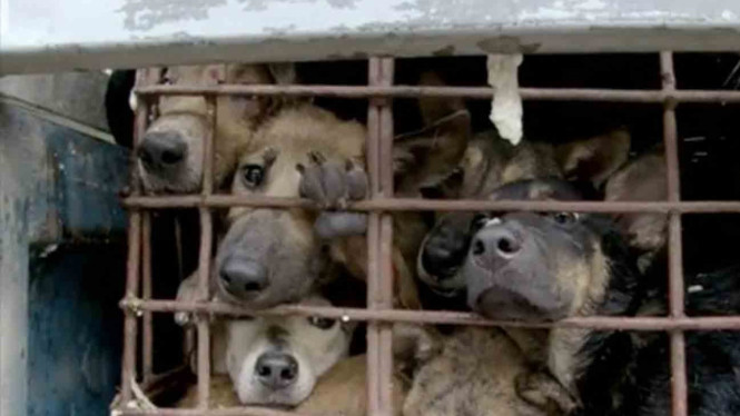 Ini Respon Pemprov DKI Jakarta Soal Penjualan Daging Anjing di Pasar Senen