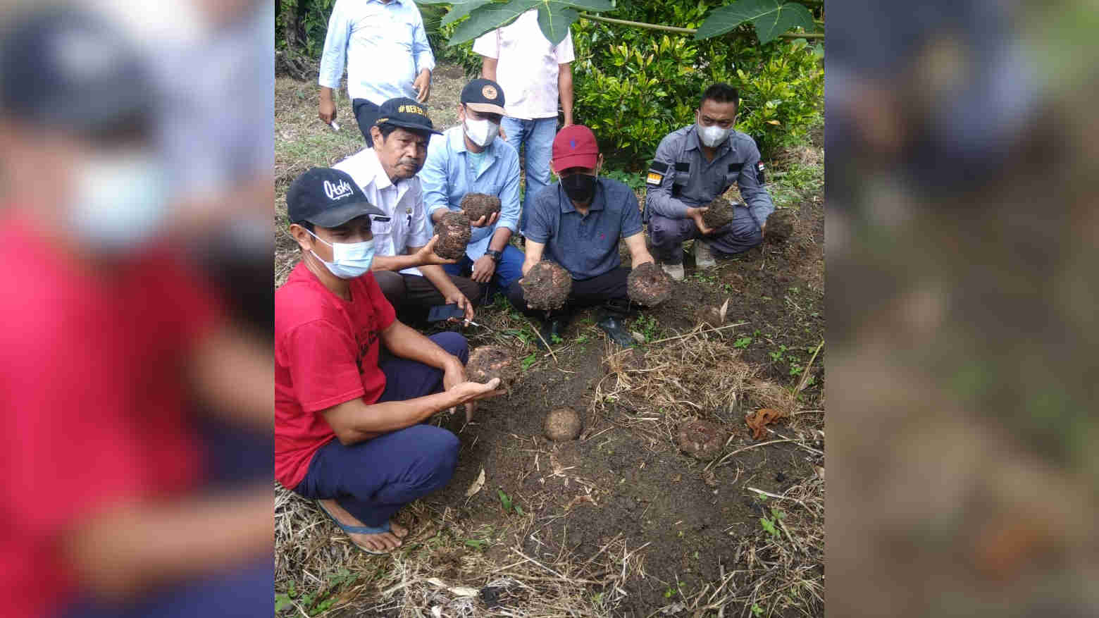 Permintaan Tinggi, Porang Berpotensi Dikembangkan di Wakatobi