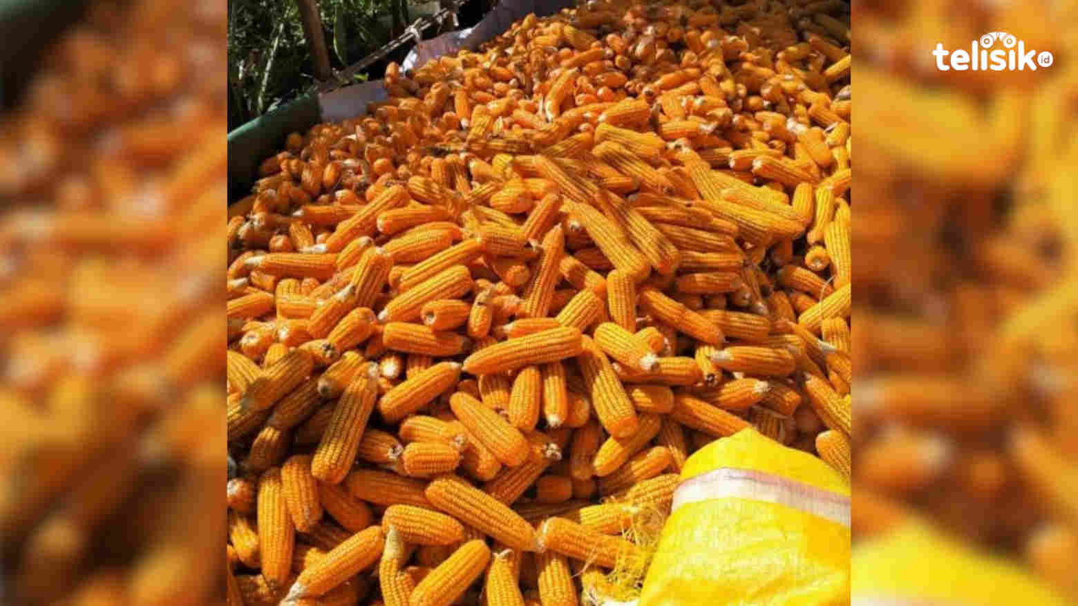 Petani Koltim Sukses Ekspor 200 Ton Jagung ke Surabaya