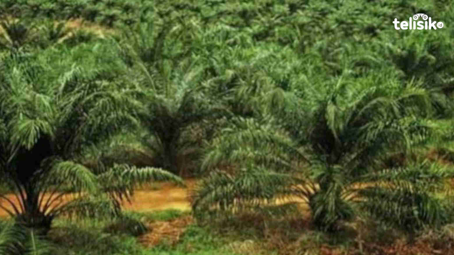 Serap Tenaga Kerja Lokal, Kolaka Bangun Mega Pabrik Sawit Nasional