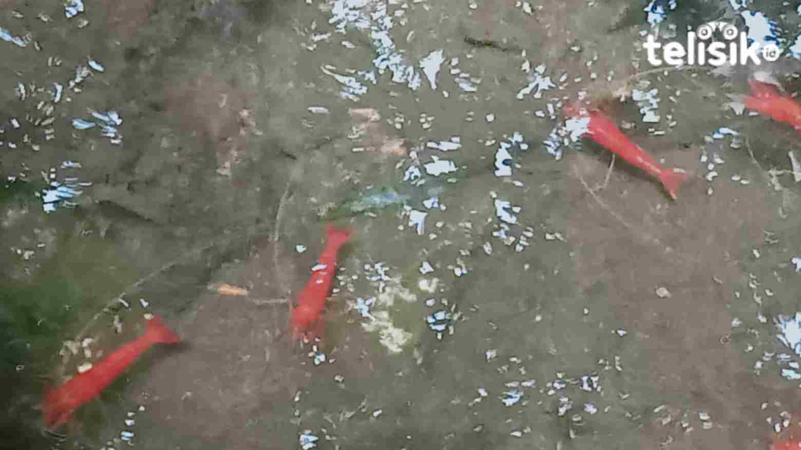 Udang Langka yang Dikeramatkan di Pantai Koguna Buton