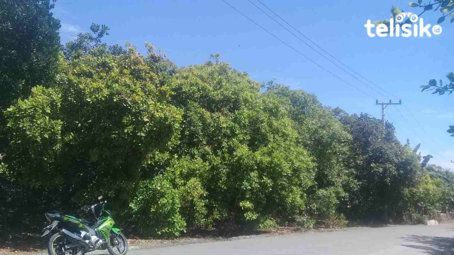 120 Hektare Perkebunan Jambu Mete di Buteng Siap Dioptimasi