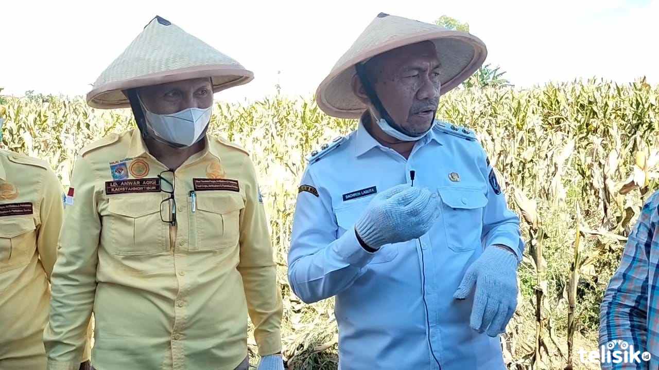 ASN Muna Diwajibkan Tanam Jagung
