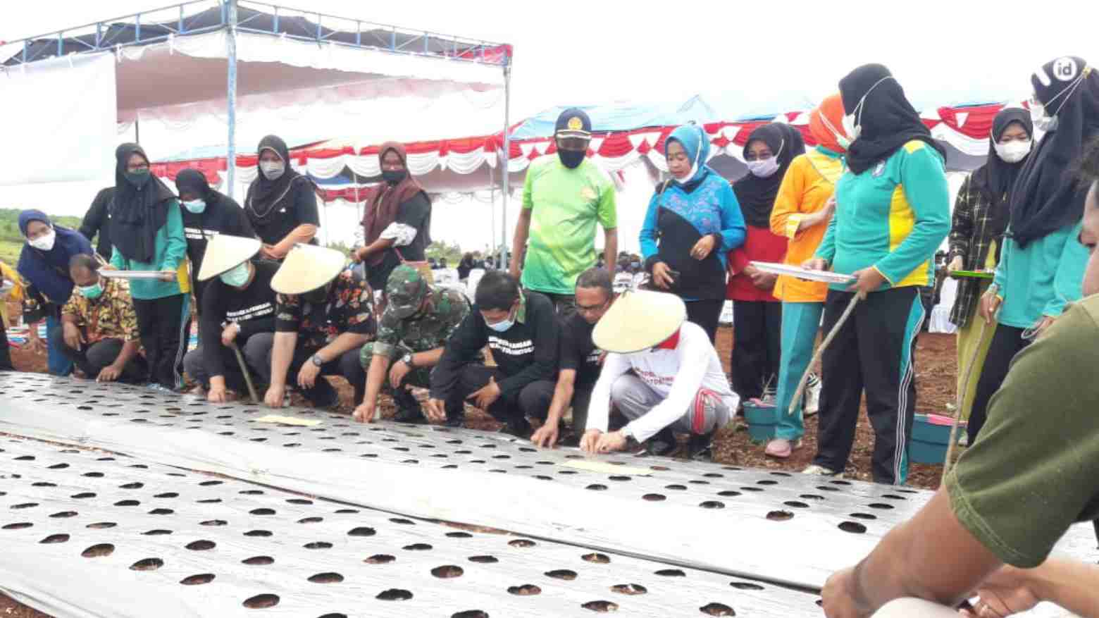 Dikenal Tandus, Wakatobi Kembangkan Pertanian Bawang Merah