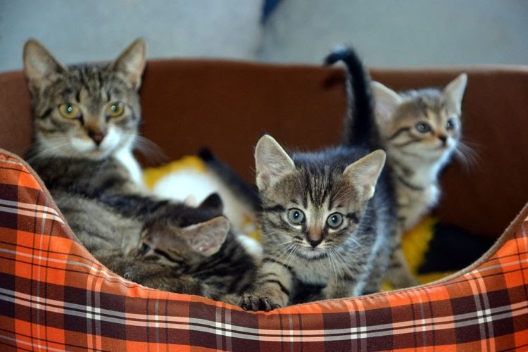 Keistimewaan Memelihara Kucing Dalam Islam dan 7 Manfaatnya Menurut Penelitian Ilmiah