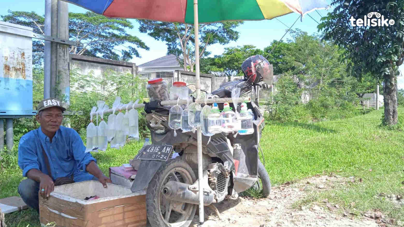 Kisah Penjual Ikan Cupang di Tengah Pandemi COVID-19