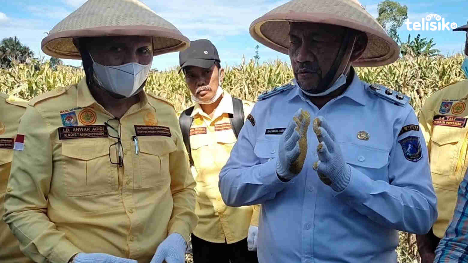 Muna Bakal Punya Pabrik Jagung Demi Kesejahteraan Petani