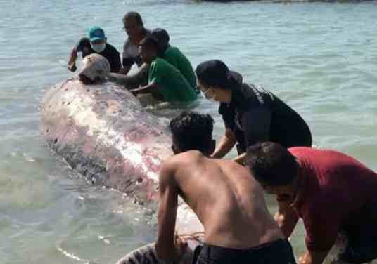 Paus Sperma Sepanjang 5,8 Meter Ditemukan di Perairan NTT
