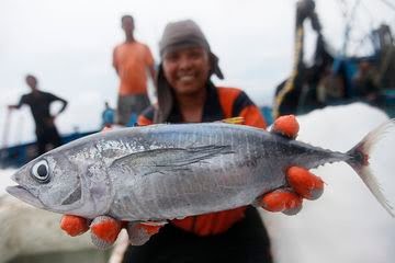 Wow, Ternyata Ikan Tuna di Dunia Berasal dari Lautan Muna