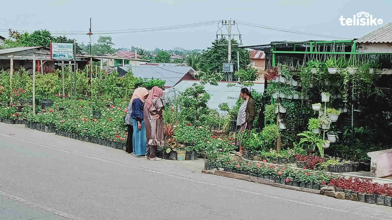 Yuk, Jelajahi Keindahan Berbagai Jenis Tanaman Hias di Wisata Bunga Bangun Sari
