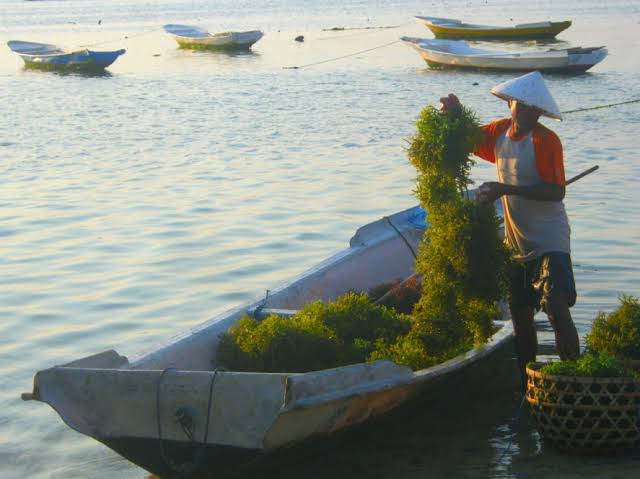 Kabar Baik, Muna Keciprat Rp 2,5 Miliar Buat Pengadaan Bibit Rumput Laut